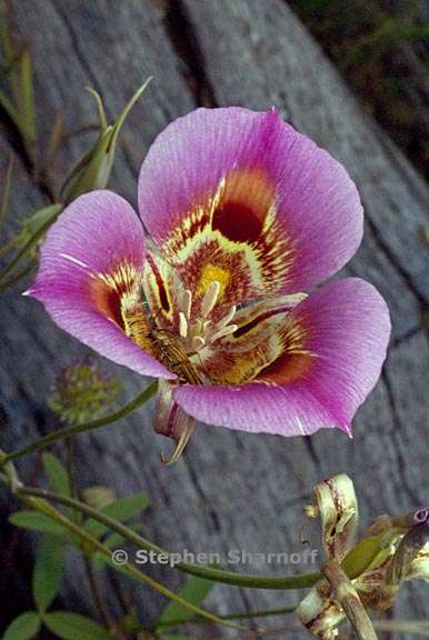 calochortus venustus 5 graphic